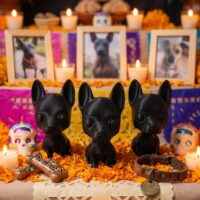 Honra la memoria de tu peludo con nuestro set de figuras de Xoloitzcuintle para altar de mascotas. Elige entre 3 xolos o 1 xolo con portavelas. Incluye gemas y velas. ¡Encuéntralo en Artesanías Arely! Figuras de decoración para altar para mi mascota. dia de muertos